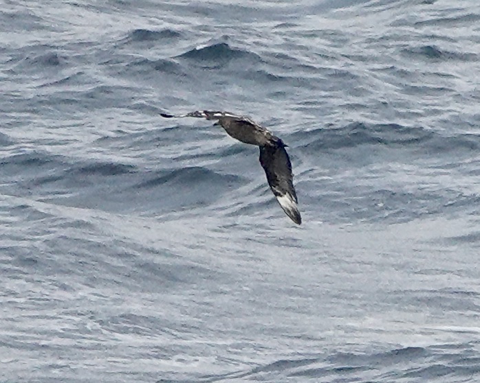 great skua